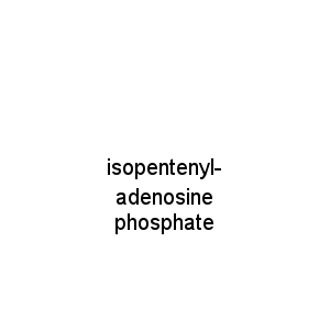 isopentenyl-adenosine phosphate